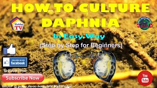 HOW TO CULTURE DAPHNIA In Easy Way [upl. by Modern]