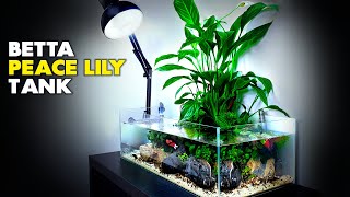 Aquascape Tutorial Peace Lily Betta Fish Aquarium How To Step By Step Planted Tank Guide [upl. by Yks]