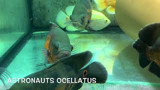 Astronotus ocellatus [upl. by Cianca]