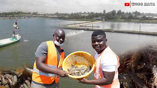 West Africas Biggest Shrimp Farm2000 Acres In Ghana [upl. by Eba]