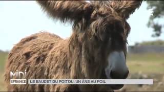 Animaux  le baudet du Poitou [upl. by Roosnam105]