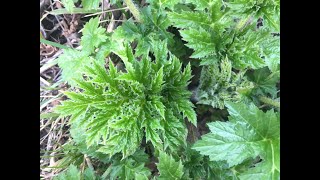 Young Giant Hogweed Identification Heracleum mantegazzianum [upl. by Tessi]