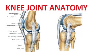 Knee Joint Anatomy [upl. by Riek]