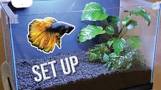 How I Set Up a Planted Betta Tank Detailed Version [upl. by Rahcir]