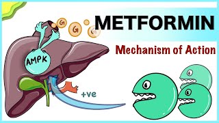 Metformin Mechanism of Action [upl. by Iegres]