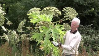 Video identification of Giant Hogweed [upl. by Hsina]