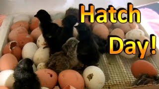 How to Hatch Chicken Eggs Part 6 Chicks are Hatching and going into the Brooder [upl. by Nahshun]