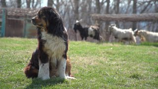 Using Guardian Dogs to Protect Farm Animals [upl. by Maisel478]