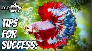 Top 10 Tips To Make Your Betta Fish Happy [upl. by Darcee]