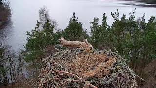 Live osprey nest camera at Loch of the Lowes Wildlife Reserve [upl. by Anpas140]