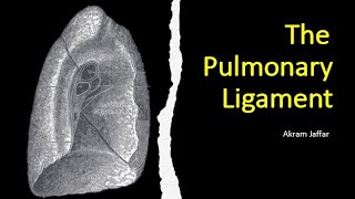 Anatomy  The Inguinal Ligament amp Inguinal Canal [upl. by Linnell]